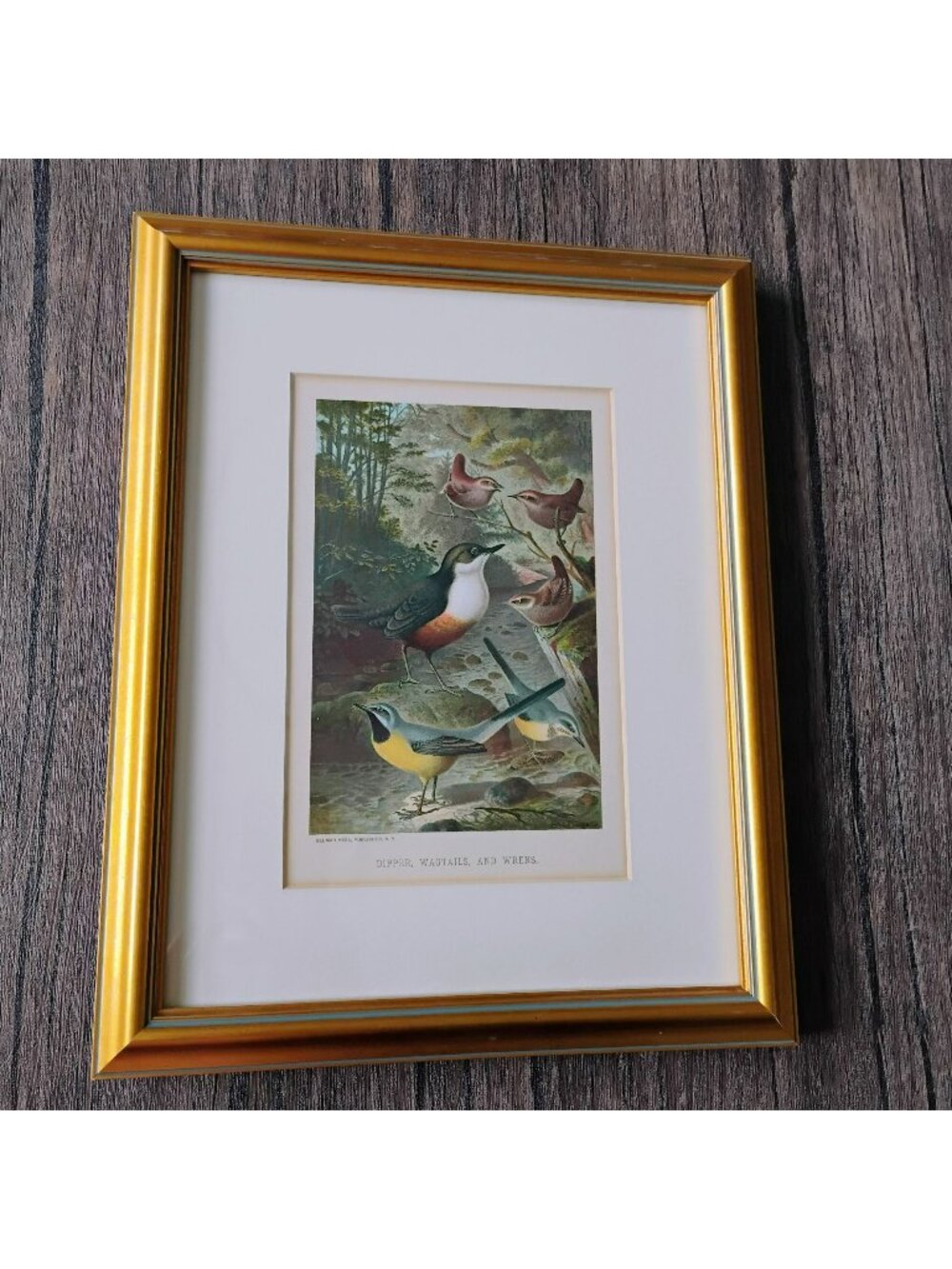 Antique Framed Bird Print, L Prang Dippers Wagtails Wrens Lithograph Hess 1898